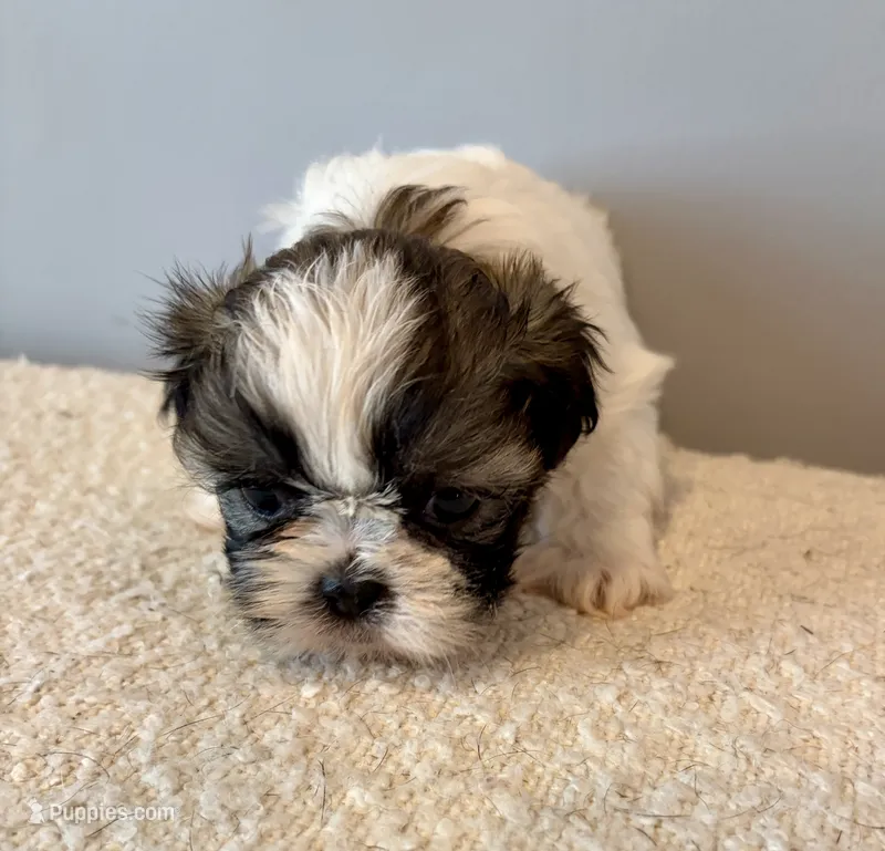 Leroy – Shih Tzu puppy for sale in Bixby, OK