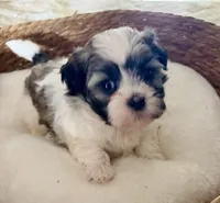 Timmy, a male Shih Tzu for sale in Bixby, OK – 2 of 5