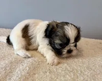 Leroy, a male Shih Tzu for sale in Bixby, OK – 2 of 5
