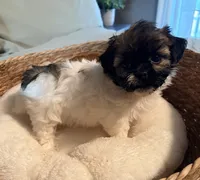 Lilly, a female Havanese and Shih Tzu for sale in Bixby, OK – 4 of 5