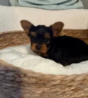 Toby, a male Yorkshire Terrier for sale in Bixby, OK – 3 of 4