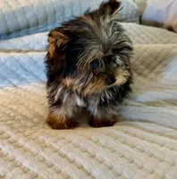 Max, a male Yorkshire Terrier for sale in Bixby, OK – 3 of 7