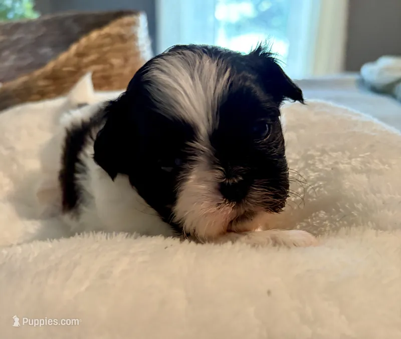 Lucas – Shih Tzu puppy for sale in Bixby, OK