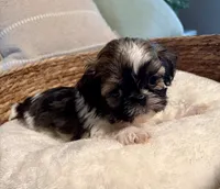 Sammy, a male Shih Tzu for sale in Bixby, OK – 2 of 4