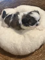 Leo, a male Shih Tzu for sale in Bixby, OK – 5 of 6