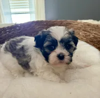 Timmy, a male Shih Tzu for sale in Bixby, OK – 5 of 5