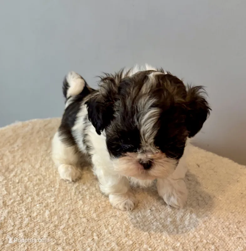 Sammy – Shih Tzu puppy for sale in Bixby, OK