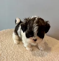 Sammy, a male Shih Tzu for sale in Bixby, OK – 1 of 8