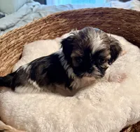 Sammy, a male Shih Tzu for sale in Bixby, OK – 3 of 4