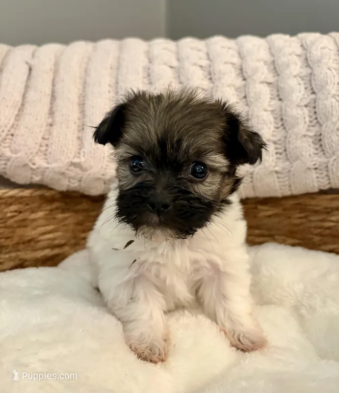 Tommy – Havanese, Shih Tzu puppy for sale in Bixby, OK