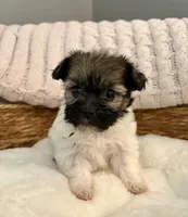 Tommy, a male Havanese and Shih Tzu for sale in Bixby, OK – Photo 1 of 5