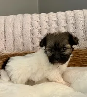 Tommy, a male Havanese and Shih Tzu for sale in Bixby, OK – Photo 2 of 5