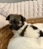 Tommy, a male Havanese and Shih Tzu for sale in Bixby, OK – Photo 3 of 5