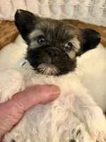 Tommy, a male Havanese and Shih Tzu for sale in Bixby, OK – Photo 4 of 5