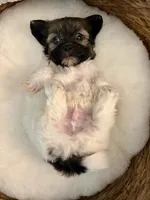 Tommy, a male Havanese and Shih Tzu for sale in Bixby, OK – Photo 5 of 5