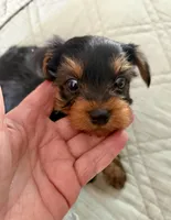 Timmy, a male Yorkshire Terrier for sale in Bixby, OK – 3 of 4