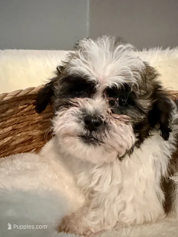 Cookie – Havanese, Shih Tzu puppy for sale in Bixby, OK
