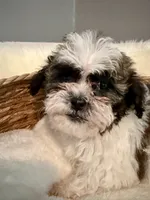 Cookie, a male Havanese and Shih Tzu for sale in Bixby, OK – 1 of 6