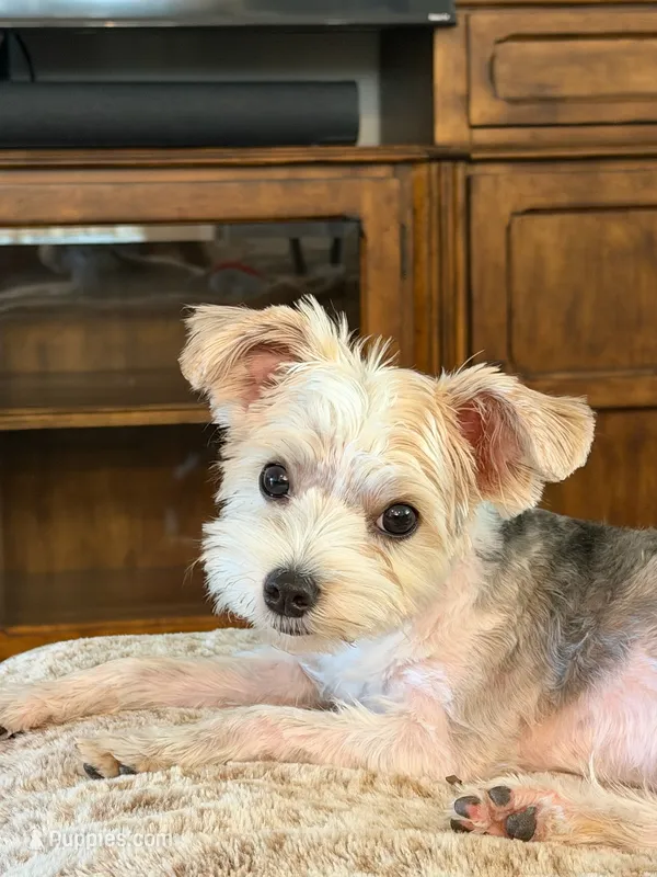 Buscuit – Yorkshire Terrier puppy for sale in Bixby, OK