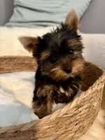 Toby, a male Yorkshire Terrier for sale in Bixby, OK – 4 of 5