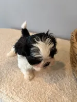 Panda, a male Shih Tzu for sale in Bixby, OK – 4 of 5