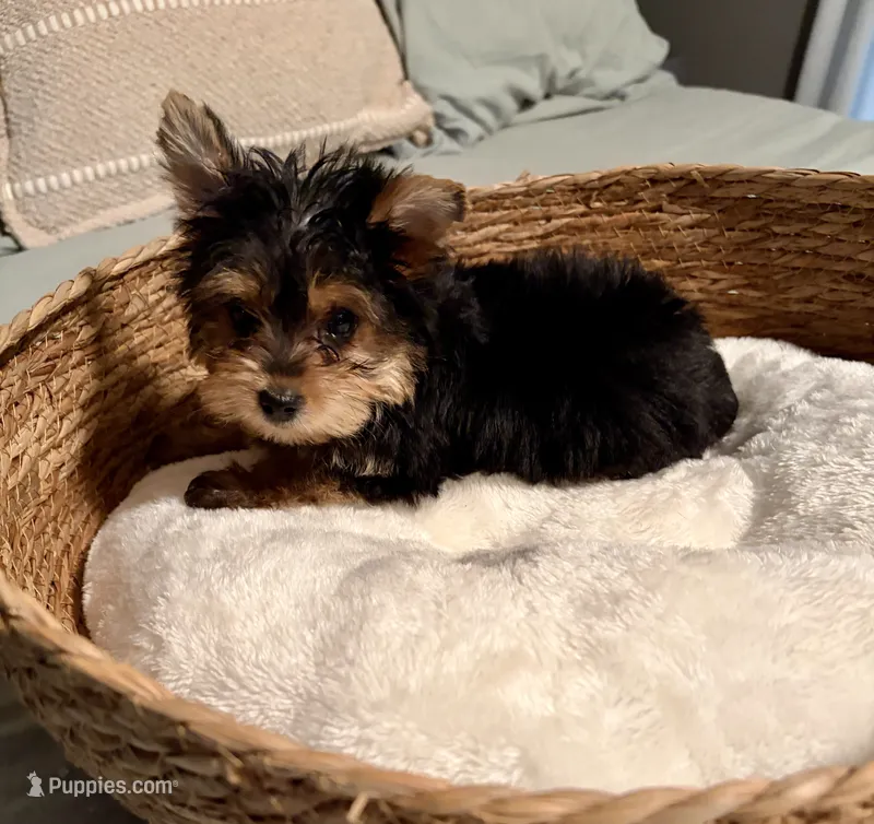 Sammy – Yorkshire Terrier puppy for sale in Bixby, OK