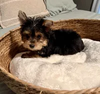 Sammy, a male Yorkshire Terrier for sale in Bixby, OK – 1 of 5