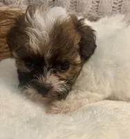 Sally , a female Havanese and Shih Tzu for sale in Bixby, OK – Photo 5 of 6