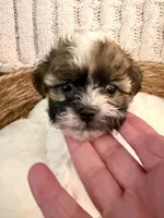 Sally , a female Havanese and Shih Tzu for sale in Bixby, OK – Photo 2 of 6