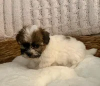 Sally , a female Havanese and Shih Tzu for sale in Bixby, OK – Photo 3 of 6
