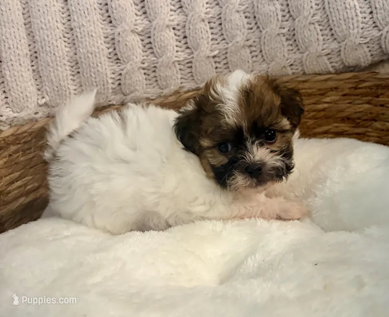Sally , a female Havanese and Shih Tzu for sale in Bixby, OK – Photo 1 of 6