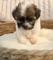 Sally , a female Havanese and Shih Tzu for sale in Bixby, OK – Photo 6 of 6