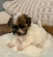 Sally , a female Havanese and Shih Tzu for sale in Bixby, OK – Photo 4 of 6