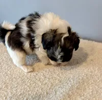 Sammy, a male Shih Tzu for sale in Bixby, OK – 3 of 8