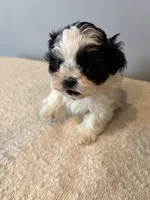 Panda, a male Shih Tzu for sale in Bixby, OK – 3 of 5