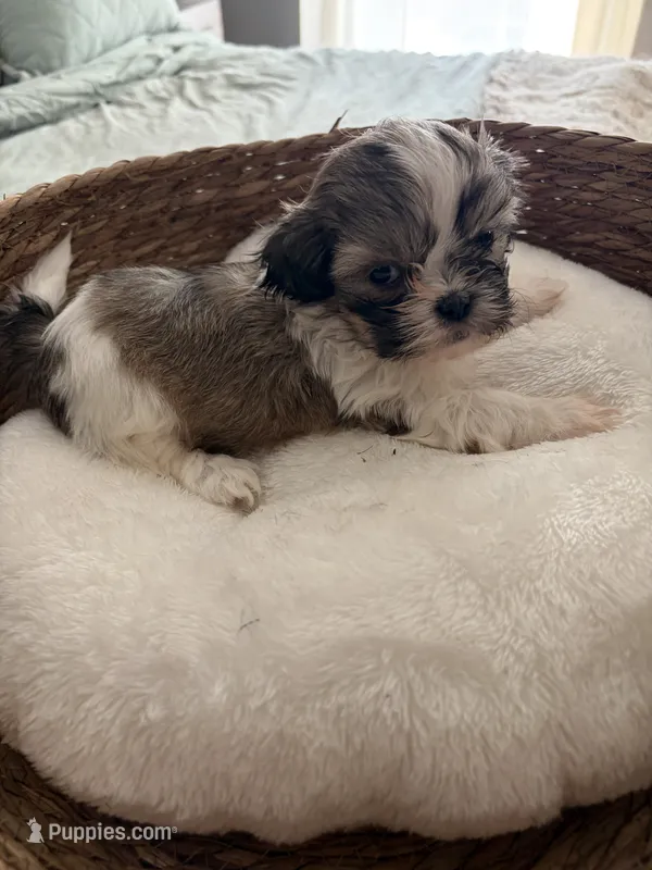 Samantha – Shih Tzu puppy for sale in Bixby, OK