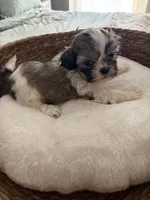 Samantha, a female Shih Tzu for sale in Bixby, OK – 1 of 3