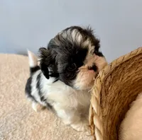 Sammy, a male Shih Tzu for sale in Bixby, OK – 4 of 8
