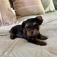 Chloe, a female Yorkshire Terrier for sale in Bixby, OK – 3 of 3