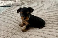 Joey, a male Yorkshire Terrier for sale in Bixby, OK – 4 of 5