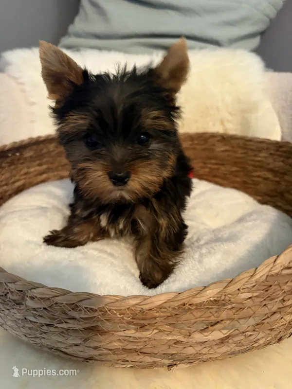 Toby – Yorkshire Terrier puppy for sale in Bixby, OK