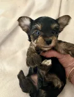 Chloe, a female Yorkshire Terrier for sale in Bixby, OK – 4 of 4