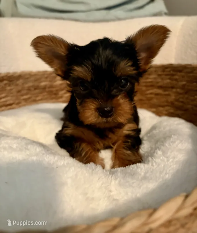 Joey – Yorkshire Terrier puppy for sale in Bixby, OK