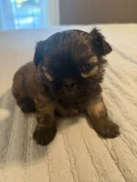 Sammy, a male Shih Tzu for sale in Bixby, OK – 2 of 4