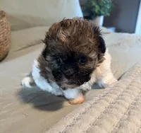  Carl, a male Havanese and Shih Tzu for sale in Bixby, OK – 2 of 3