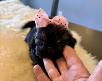 Princess, a female Shih Tzu for sale in Bixby, OK – Photo 1 of 3