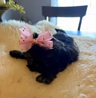 Princess, a female Shih Tzu for sale in Bixby, OK – Photo 2 of 3