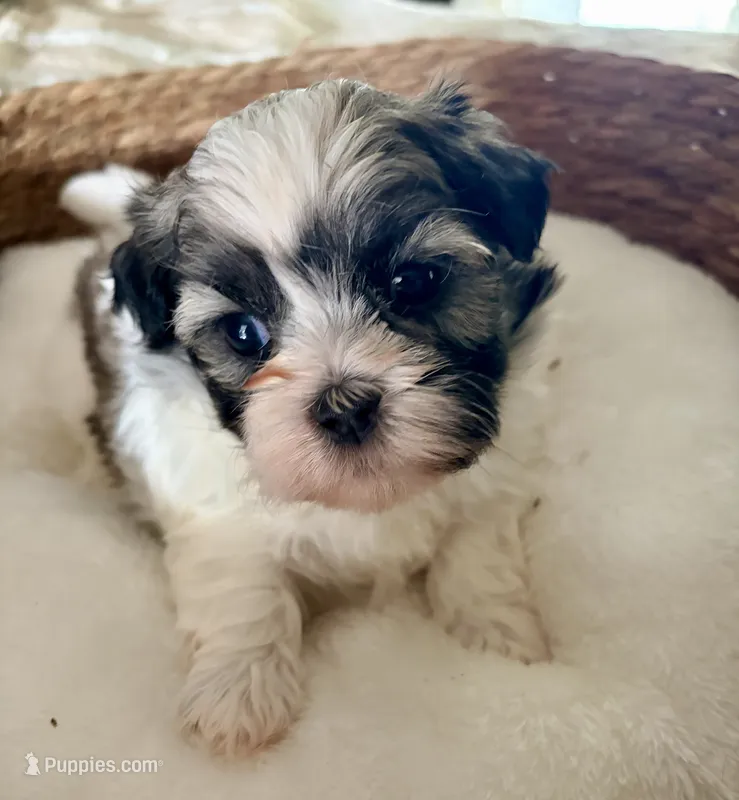 Timmy – Shih Tzu puppy for sale in Bixby, OK