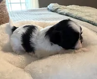 Lucas, a male Shih Tzu for sale in Bixby, OK – 2 of 3