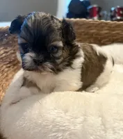 Angel, a female Shih Tzu for sale in Bixby, OK – 2 of 5